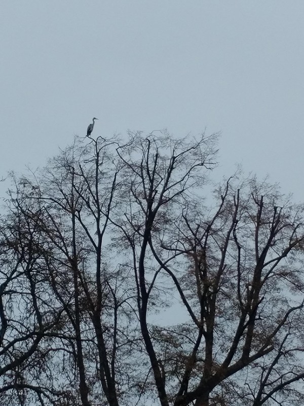 Reiher / Цапля / Heron - Gera Hofwiesenpark